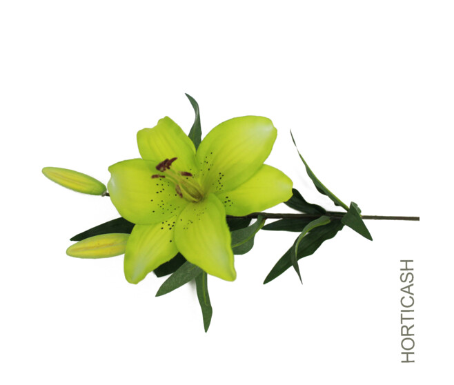 TIGER LILY 1FL 2BT VERT