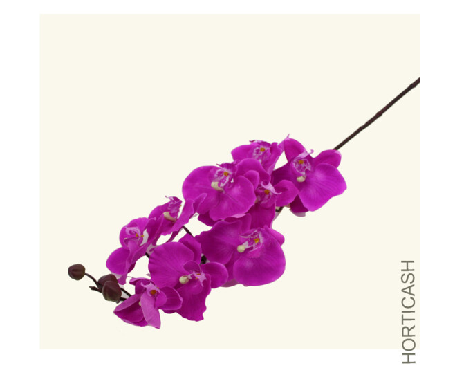 ORCHID PHALE X9 FUCHSIA