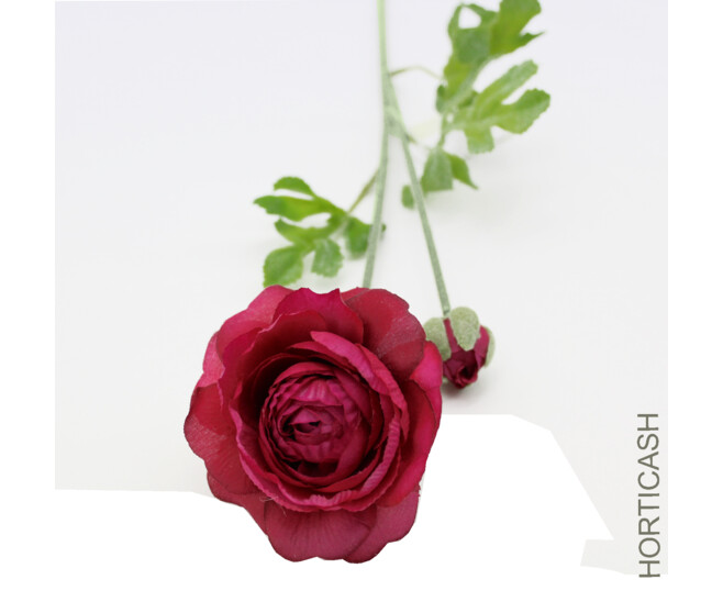 RENONCULE 1FL 1BT BEAUTY