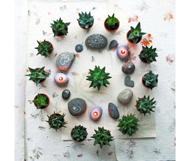 ALOE VARIE