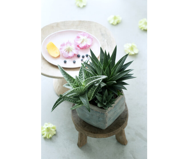 ALOE VARIE