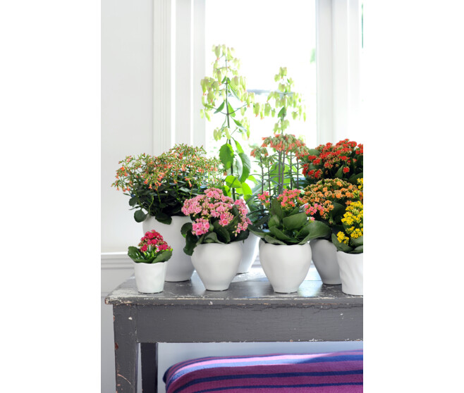 KALANCHOE FL DBLE 2COULEURS