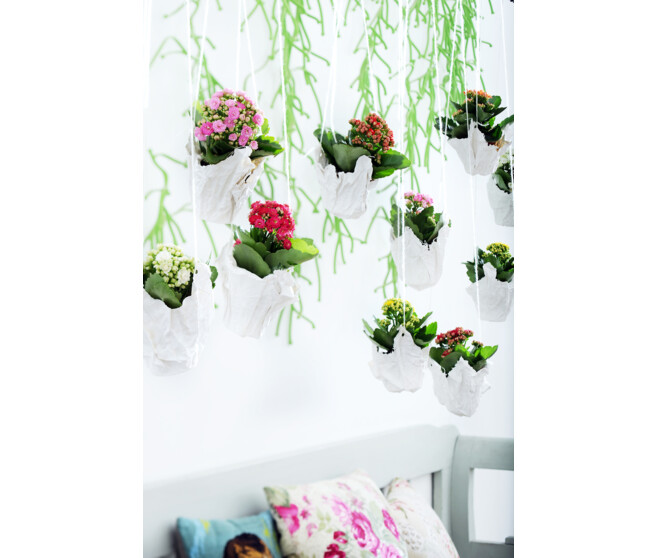 KALANCHOE FL DBLE