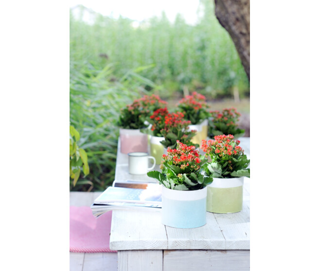 KALANCHOE FL DBLE 2COULEURS