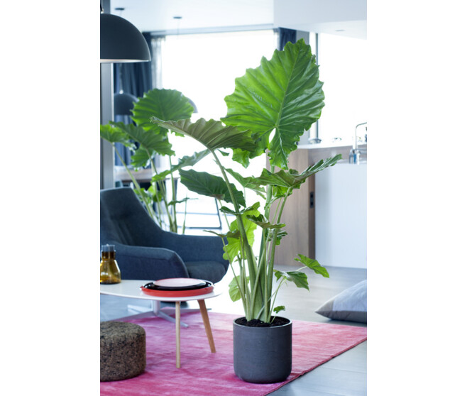 ALOCASIA POLLY