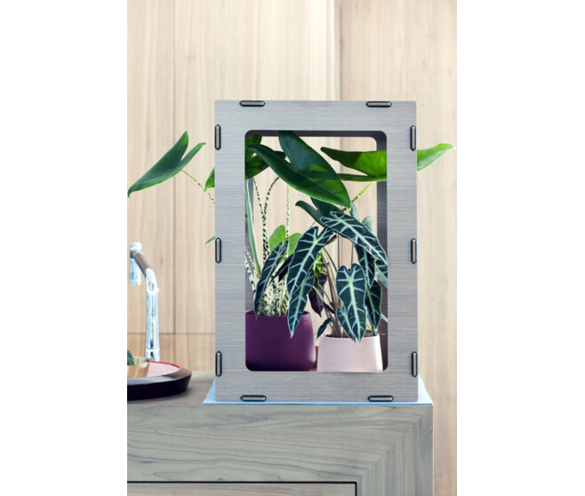 ALOCASIA VARIE DECORUM