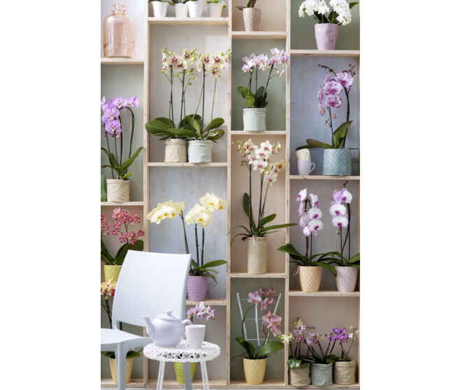 PHALAENOPSIS 2BR EXTRA 16FL+