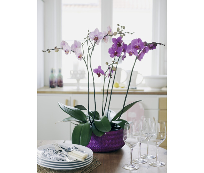 PHALAENOPSIS 2BR EXTRA 16FL+