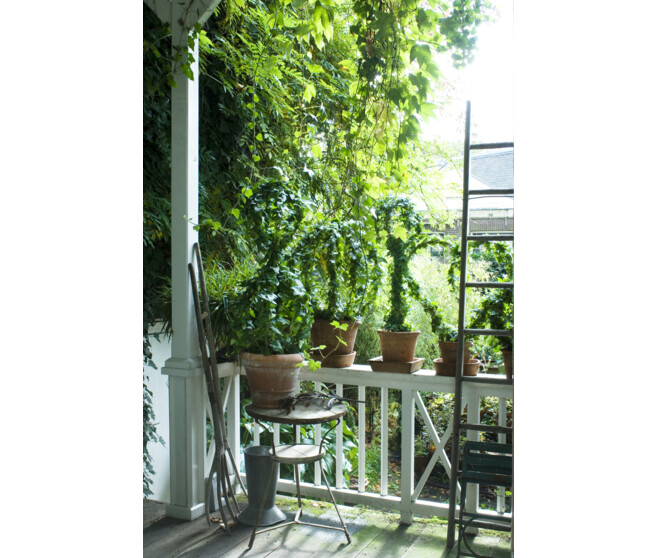 HEDERA SUSP
