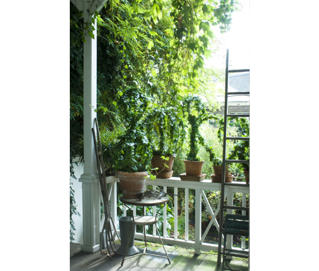 HEDERA VARIES SUSP