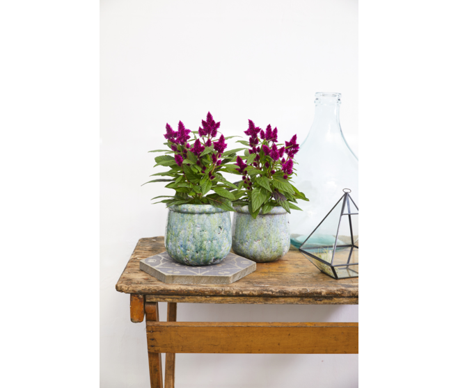 CELOSIE CARACAS MAUVE P DECO DECORUM