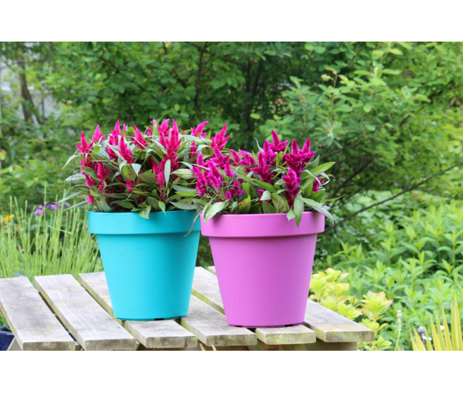 CELOSIE CARACAS MAUVE P DECO DECORUM