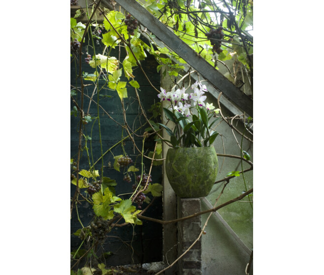 DENDROBIUM 1BR NOBILE VARIE