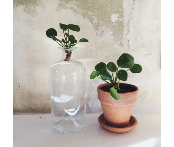 PILEA PEPEROMIOIDES