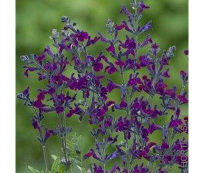 SAUGE VIOLETTE DE LOIRE
