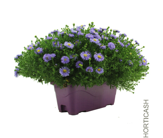 ASTER JARD