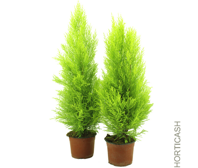CUPRESSUS GOLD