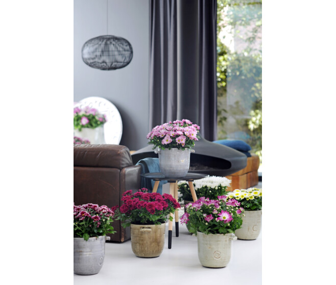 DENDRANTHEMA 3PP ROBINHO