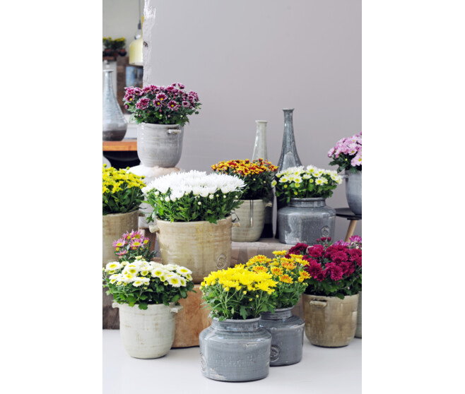 DENDRANTHEMA HEAT YELLOW 3PP