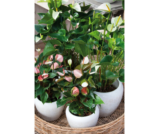 ANTHURIUM ANDREANUM ALMERA ROUGE HOUSSE