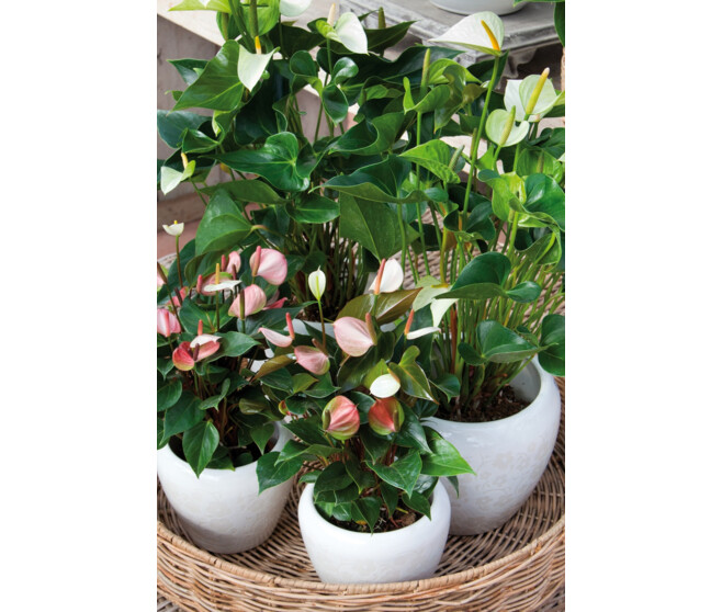 ANTHURIUM ANDREANUM BLANC