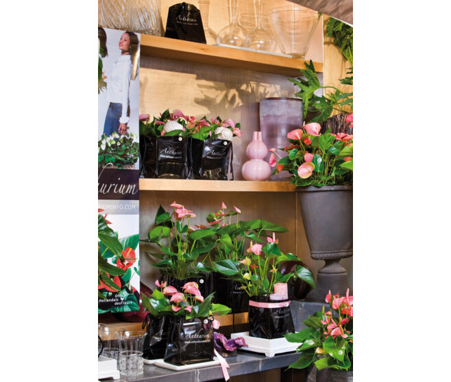 ANTHURIUM ANDREANUM ROYAL CHAMPION ROUGE