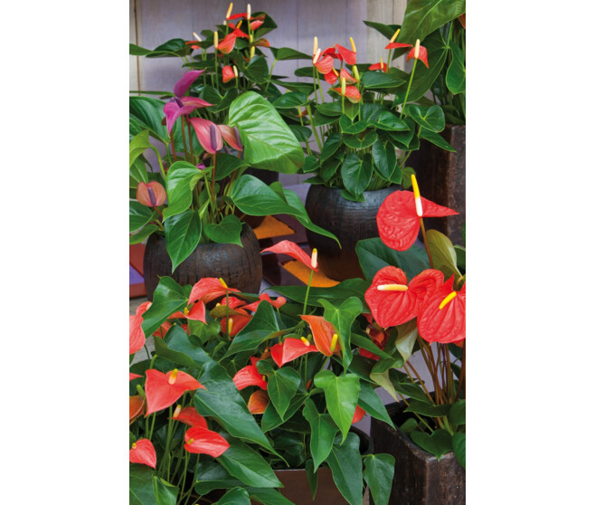 ANTHURIUM ANDREANUM VARIES CERAM