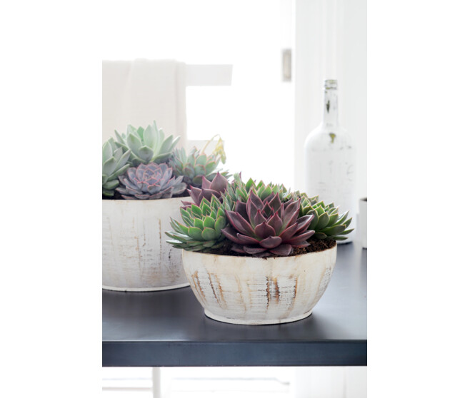 ECHEVERIA ELEGANS