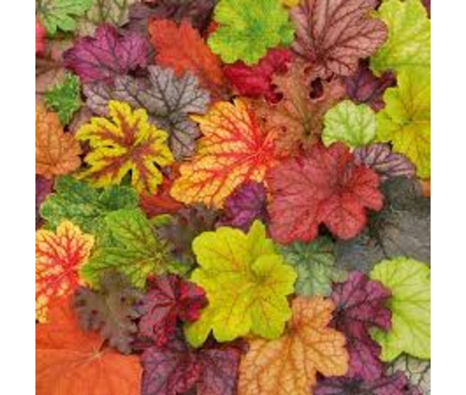 HEUCHERA VARIES