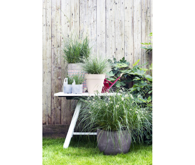 PENNISETUM ADVENCE RUBRUM