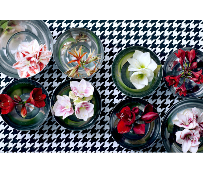 AMARYLLIS KOLIBRI 2TIGES