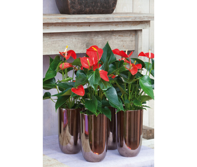 ANTHURIUM ANDREANUM ALMERA ROUGE HOUSSE