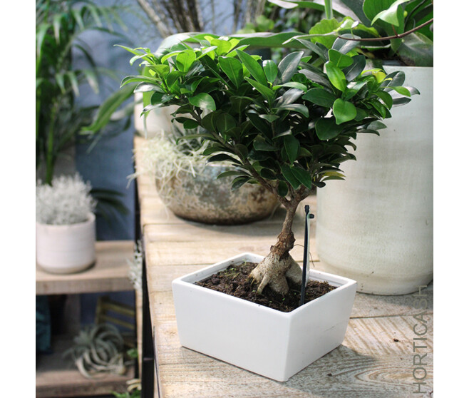 FICUS GINSENG CERAM