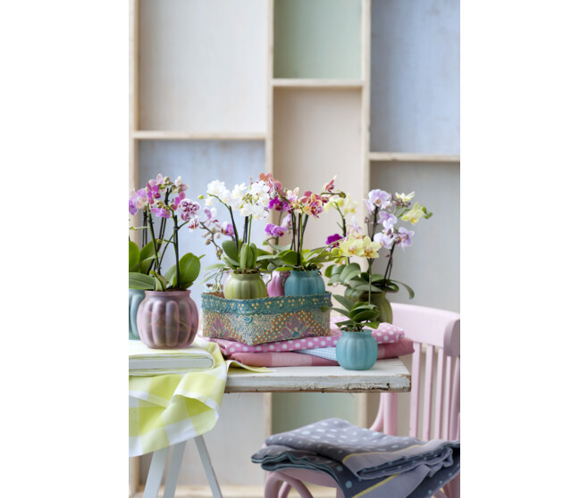 PHALAENOPSIS 1BR BLANC