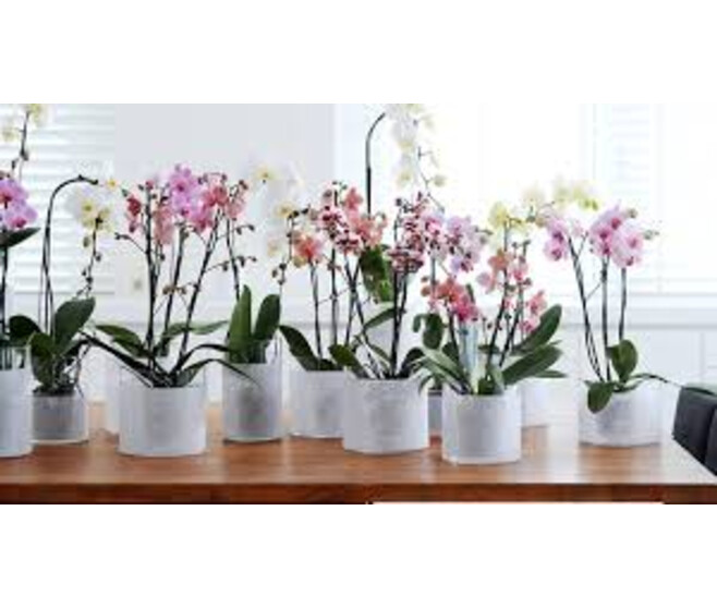 PHALAENOPSIS 1BR VARIE