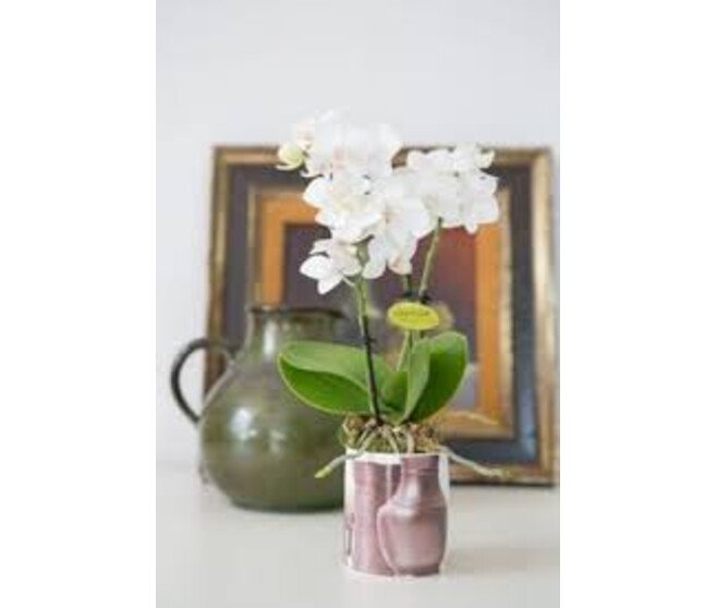PHALAENOPSIS 1BR VARIE