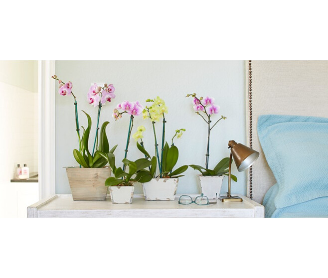 PHALAENOPSIS 1BR VARIE