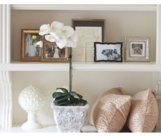 PHALAENOPSIS 1BR VARIE