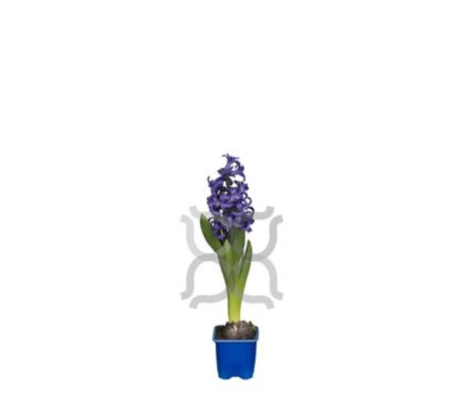 JACINTHE 1PP BLUE PEARL DECORUM
