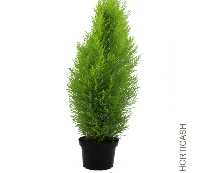 CUPRESSUS GOLD PYRAM