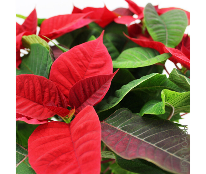 POINSETTIA