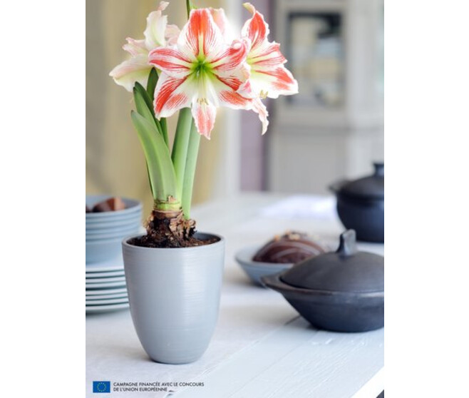 AMARYLLIS 2TIGES