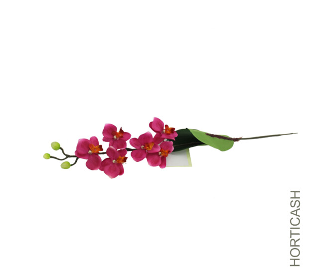 ORCHIDEE MINI 6LVS FUCHSIA