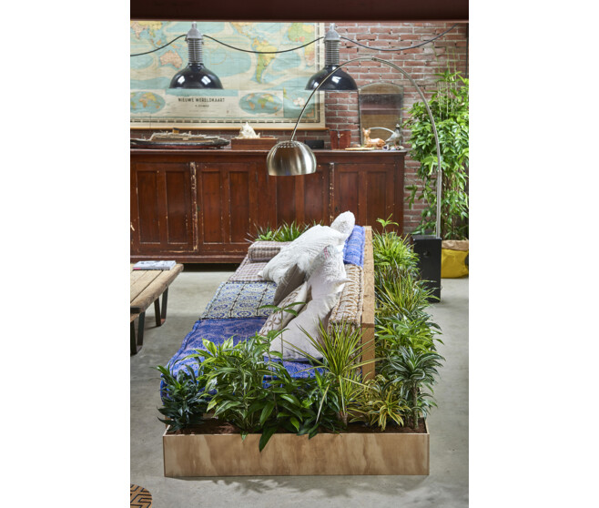 DRACAENA MAGENTA 90-60-30