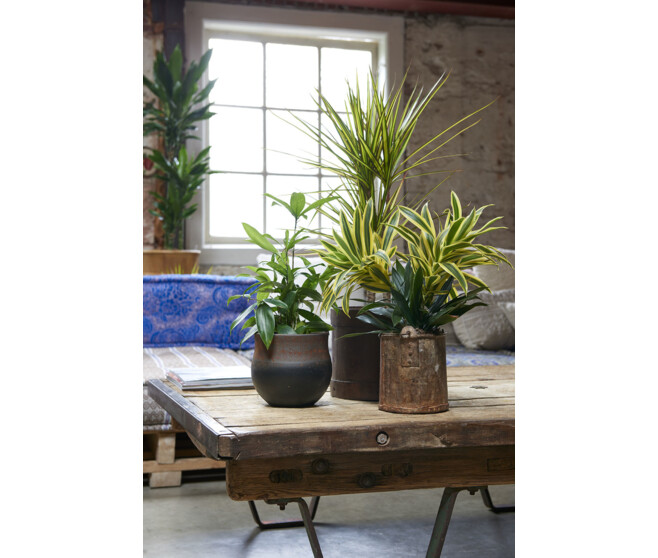 DRACAENA LEMON LIME RAMIFIE