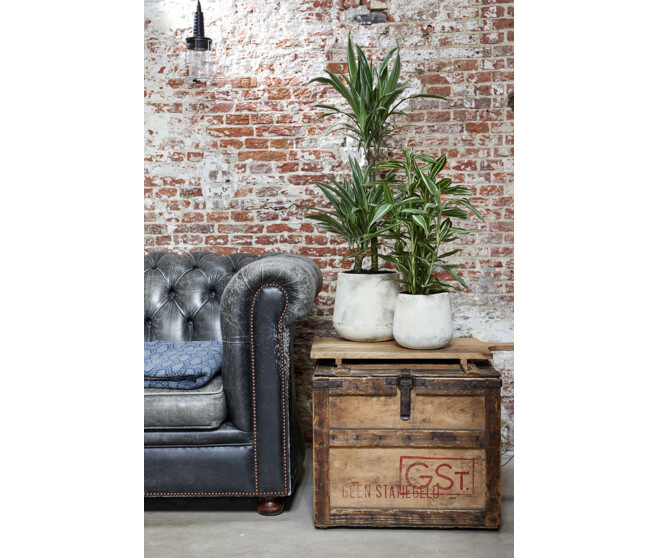 DRACAENA STEUDNERI 45-20