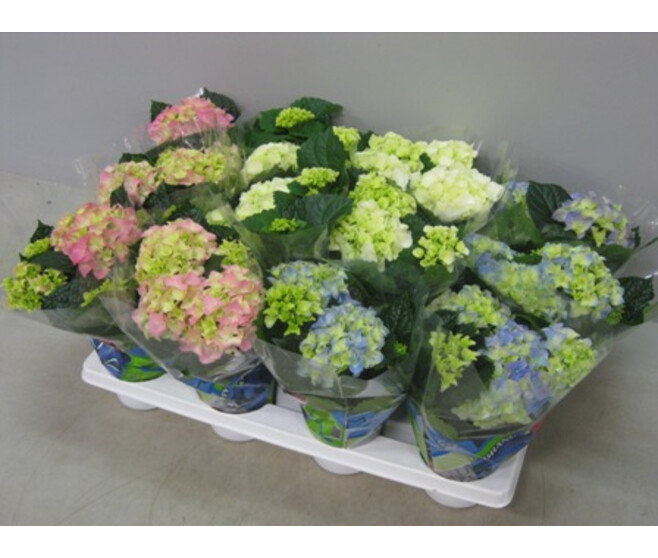 HORTENSIA 3/5FL VARIES