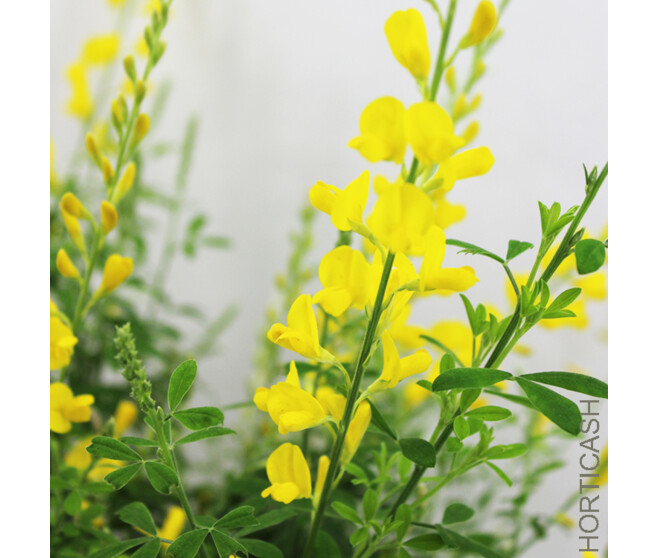 CYTISUS RACEMOSUS