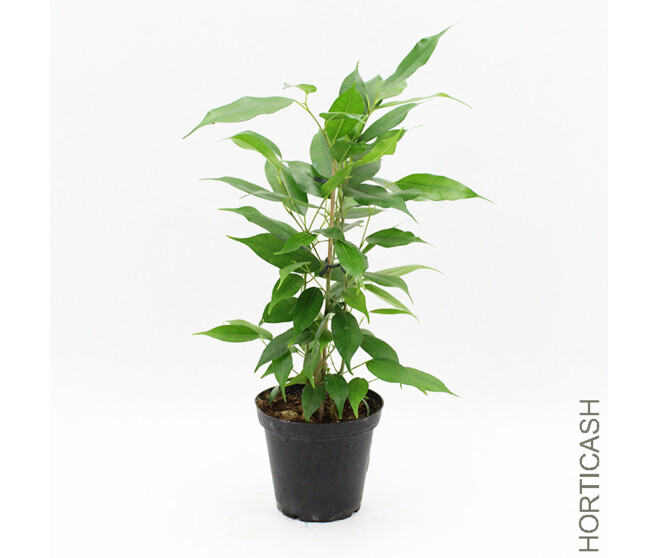 FICUS BENJAMINA