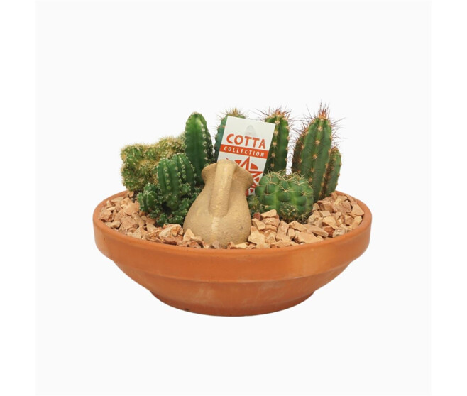 COMPO CACTUS CERAM